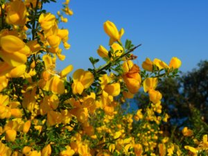 Flora e Fauna di Ischia